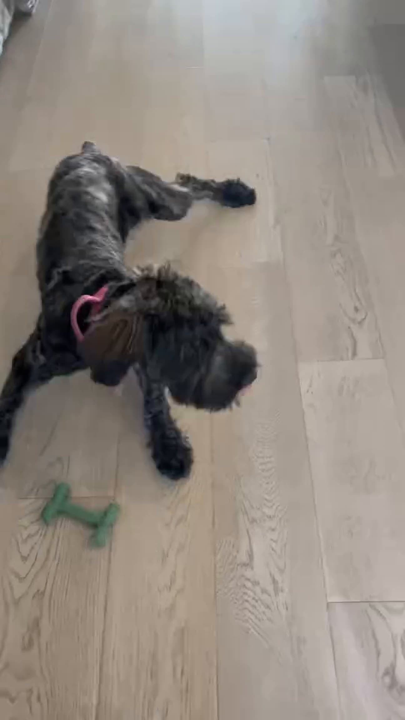 The Dogfather premium dog boarding facility — Scarborough Ontario