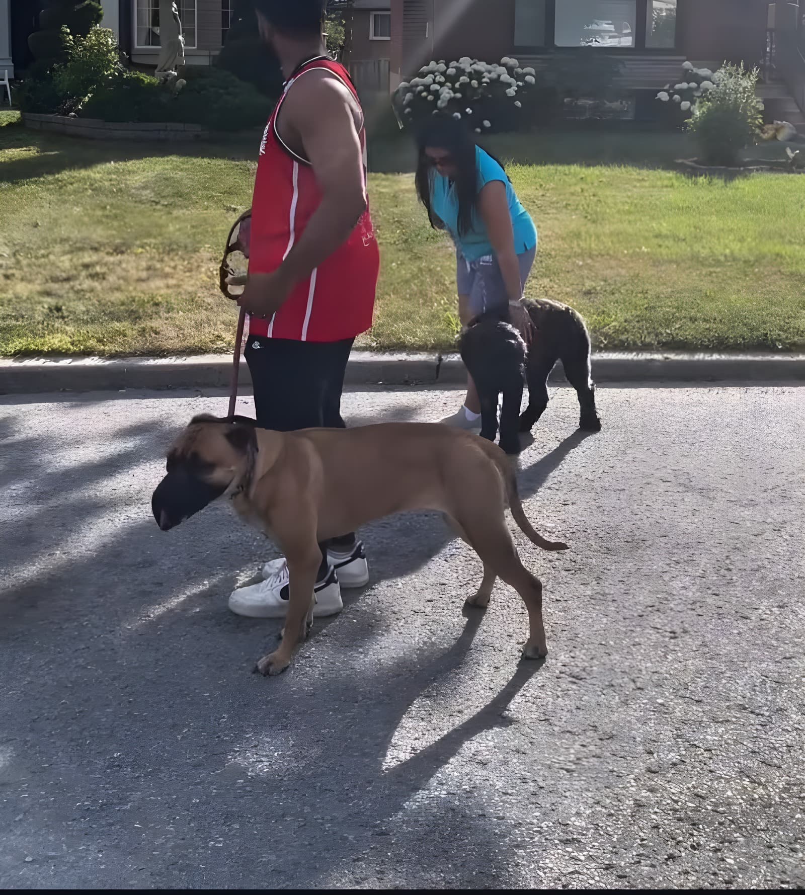 Two trainers walking a Bouvier and a Cane Corso on a Toronto residential street with loose leashes at golden hour