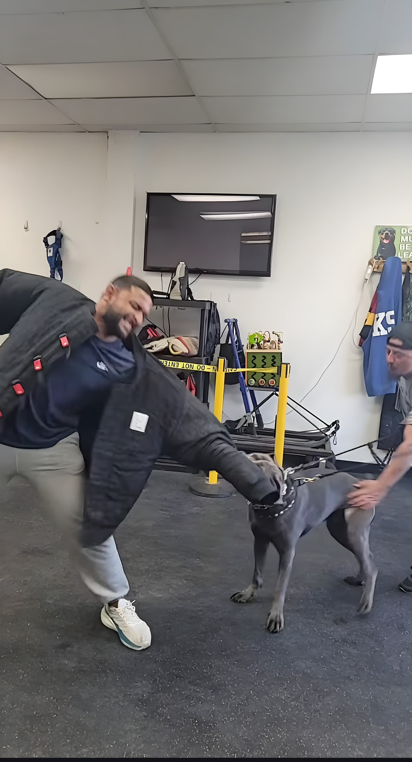 Cane Corso engaging a bite sleeve during protection training in The Dogfather facility