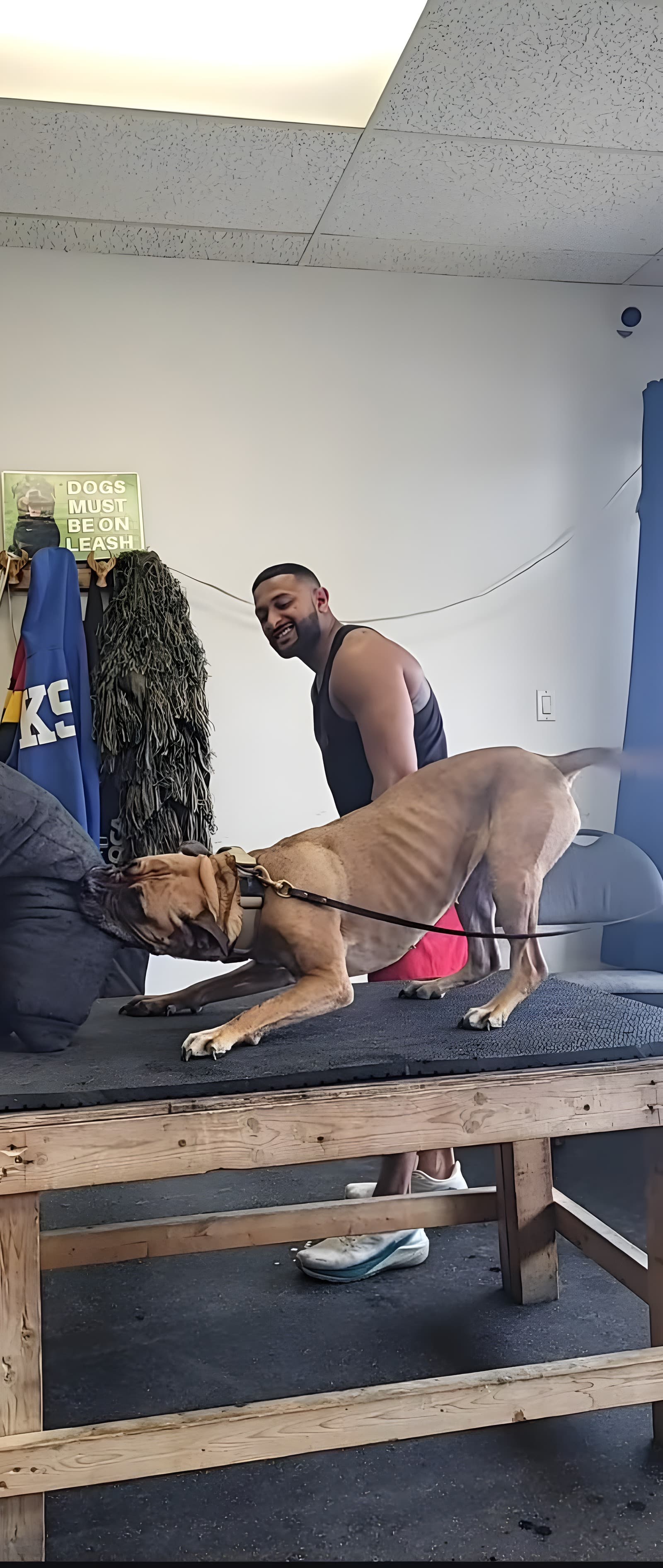 Trainer working a Presa-style dog on the grooming table inside the facility
