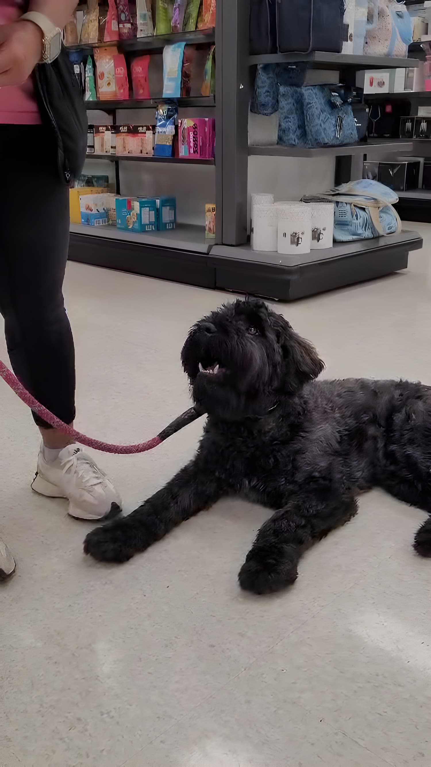 Black Bouvier in a clean down-stay on a polished retail floor with handler partially visible