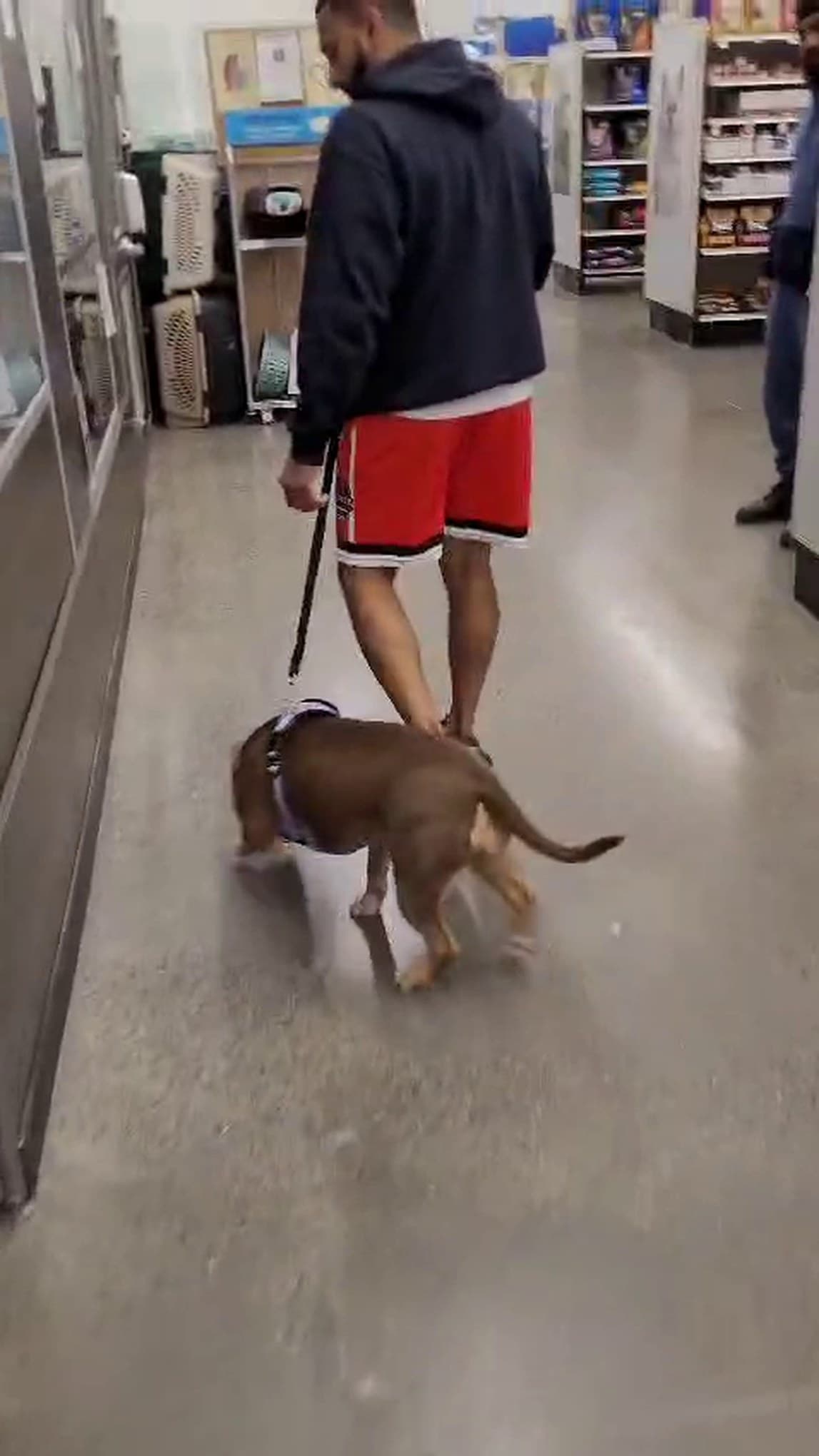 The Dogfather dog training in Markham